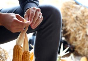 LIČKANJE KORUZE V IVANJEM SELU 19 FOTO LJUBO VUKELIČ